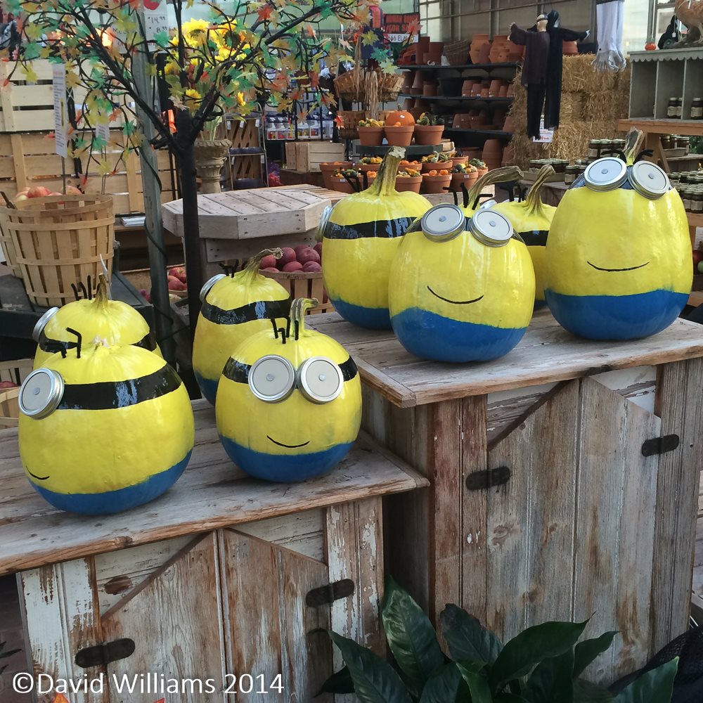 Kimberly L Jackson Living Halloween Ideas Minion Painted Pumpkins Inspired By Despicable Me